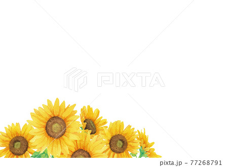 左下寄りに集まる透明水彩の向日葵 背景なし のイラスト素材