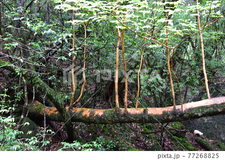 白谷雲水峡、屋久島、鹿児島 77268825