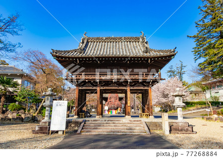 八事山興正寺、満開の桜〈愛知県名古屋市〉 77268884