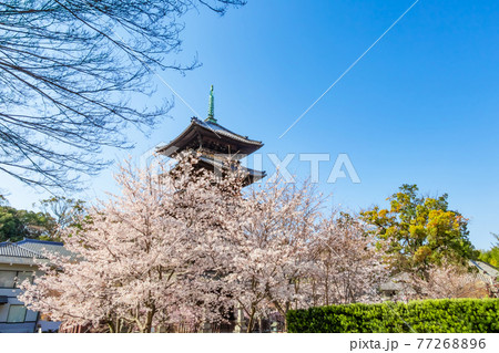 八事山興正寺、満開の桜〈愛知県名古屋市〉 八事山興正寺、満開の桜〈愛知県名古屋市〉 77268896