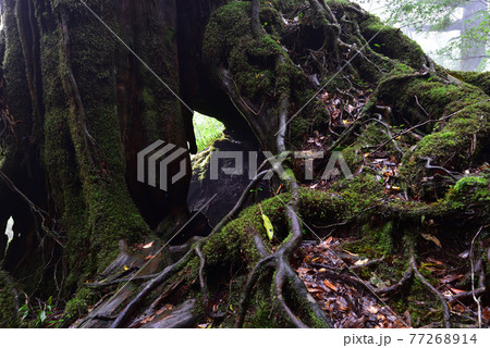 白谷雲水峡、屋久島、鹿児島 白谷雲水峡、屋久島、鹿児島 77268914