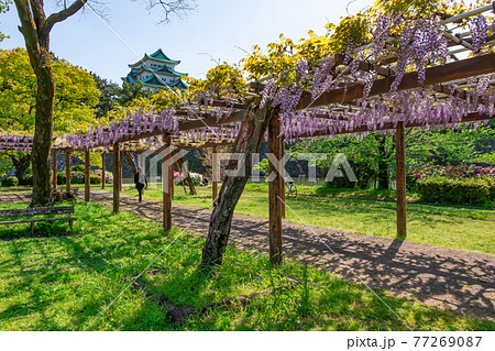 名城公園、金鯱のない名古屋城と満開の藤〈愛知県名古屋市〉 名城公園、金鯱のない名古屋城と満開の藤〈愛知県名古屋市〉 77269087