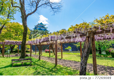 名城公園、金鯱のない名古屋城と満開の藤〈愛知県名古屋市〉 名城公園、金鯱のない名古屋城と満開の藤〈愛知県名古屋市〉 77269089