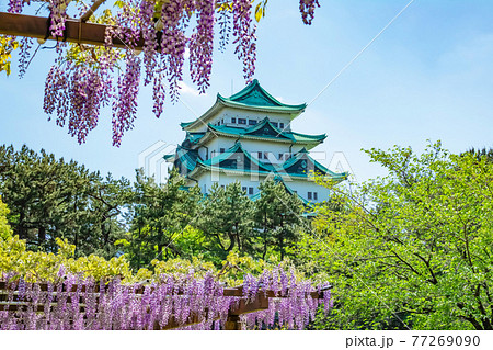 名城公園、金鯱のない名古屋城と満開の藤〈愛知県名古屋市〉 77269090