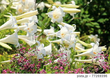 ユリの花 ユリの花 77269396
