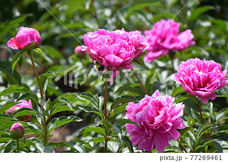 シャクヤク（芍薬） 77269461