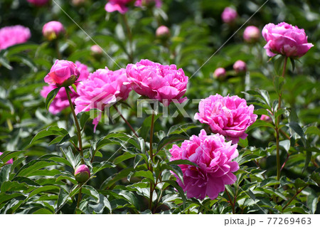 シャクヤク（芍薬） 77269463