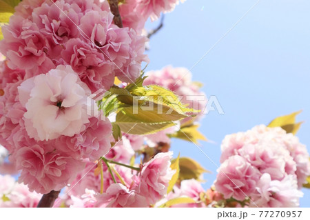 普賢象（ふげんぞう）の花 77270957