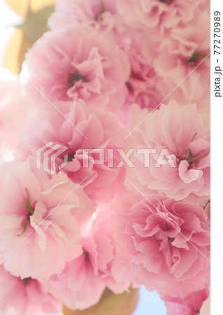 普賢象（ふげんぞう）の花 77270989