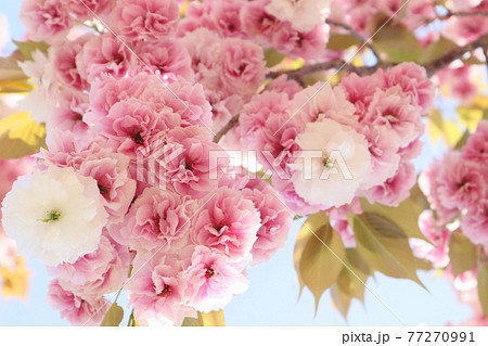 普賢象（ふげんぞう）の花 77270991