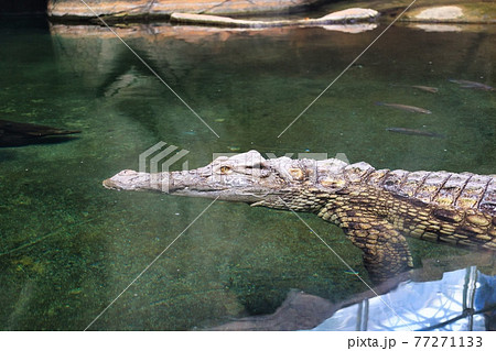 愛知県名古屋市東山動物園の水に浮かんでいるワニ 愛知県名古屋市東山動物園の水に浮かんでいるワニ 77271133