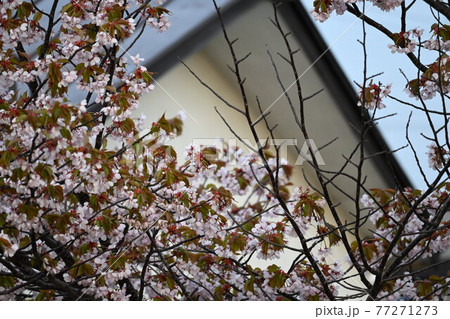 桜 桜 77271273