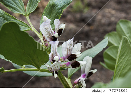 そら豆(ソラマメ)の花 そら豆(ソラマメ)の花 77271362