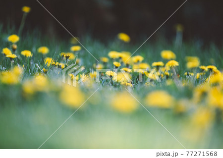 Flowers background with many yellow dandelions Flowers background with many yellow dandelions 77271568