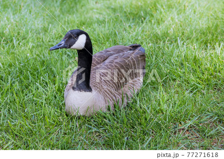 A goose sitting and resting on grass 77271618