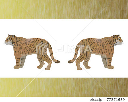 金フチ右左横を向く虎_リアルタッチ_横 77271689