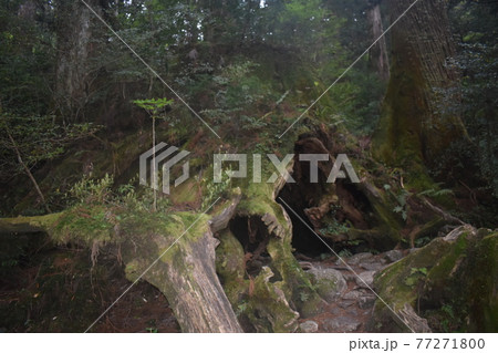 ウイルソン株 77271800