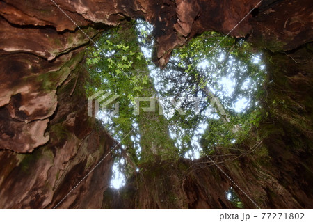 ウイルソン株 77271802