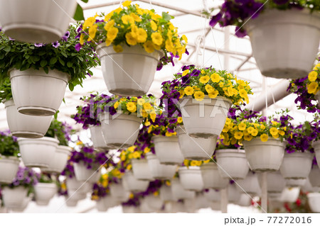 Blooming plants in spring indoor, gardening and growing for business 77272016