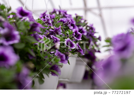 Agriculture, garden and greenhouse, beautiful plants indoor Agriculture, garden and greenhouse, beautiful plants indoor 77272197