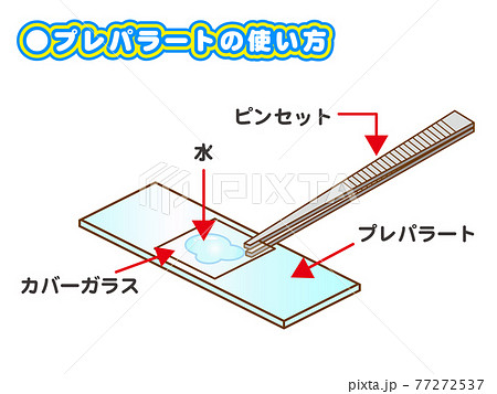 プレパラートとピンセットのイラスト5のイラスト素材