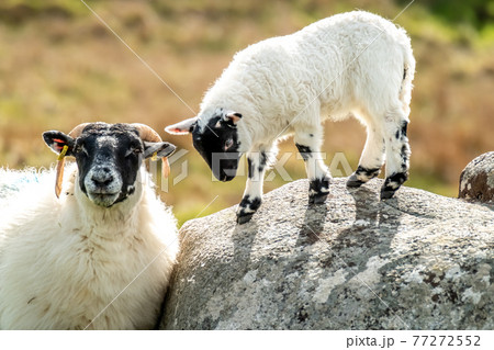 A blackface sheep family in a field in County Donegal - Ireland A blackface sheep family in a field in County Donegal - Ireland 77272552
