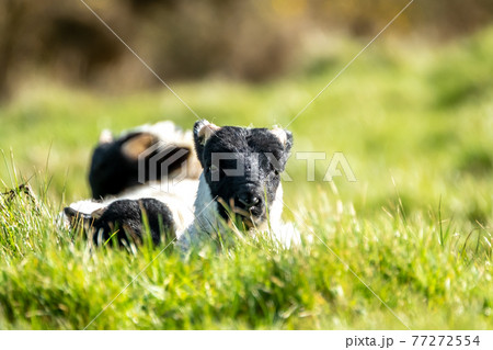 Cute blackface sheep lambs in a field in County Donegal - Ireland Cute blackface sheep lambs in a field in County Donegal - Ireland 77272554