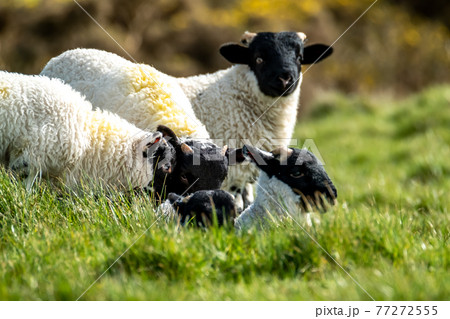 Cute blackface sheep lambs in a field in County Donegal - Ireland 77272555