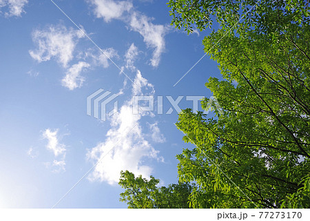 鮮やかな新緑と爽やかな青空【背景素材】 77273170