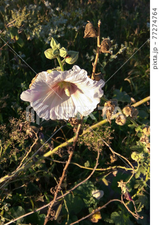 Blooming Chinese hibiscus pink in autumn cet. Grows in the garden 77274764