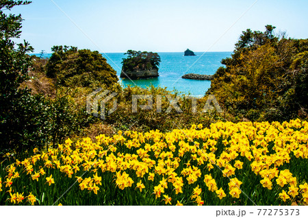 塩釜市 浦戸諸島 桂島 みちのく潮風トレイルの水仙ロード水仙の向こうに太平洋と小島を眺める 塩釜市 浦戸諸島 桂島 みちのく潮風トレイルの水仙ロード水仙の向こうに太平洋と小島を眺める 77275373
