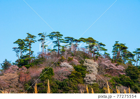 みちのく潮風トレイル　塩釜市　浦戸諸島　寒風沢（さぶさわ）　大平戸山の松と桜 77275554