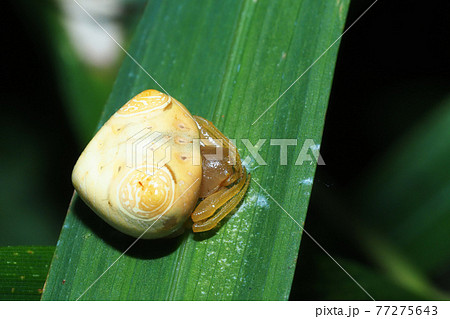 オオトリノフンダマシ(メス) オオトリノフンダマシ(メス) 77275643