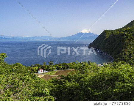 伊豆半島西伊豆絡みた富士山 伊豆半島西伊豆絡みた富士山 77275856