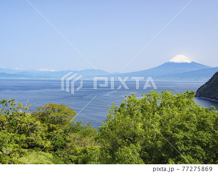 伊豆半島西伊豆絡みた富士山 伊豆半島西伊豆絡みた富士山 77275869