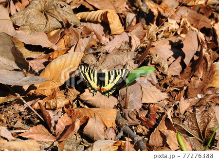 仙台市 太白山麓 自然観察の森 春の女神 ヒメギフチョウの写真素材