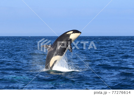 知床の海に回遊する野生のシャチ（北海道羅臼沖） 77276614