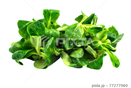 Mung bean salad leaves, corn salad on a white plate. Fresh mix of green washed leaves (Valerianella locusta), ingredients for salad. Diet and healthy food concept. Close-up, Fogerlsalat 77277060