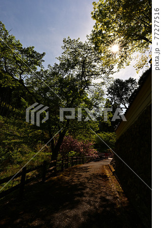 文保寺より 77277516