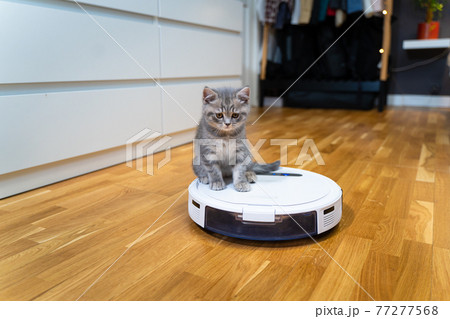 Pet and housework, smart technology. Robot vacuum cleaner and small playing gray tabby Scottish Straight kitten at home. Cat kid and robotic vacuum cleaner in room. Smart home, daily vacuuming 77277568