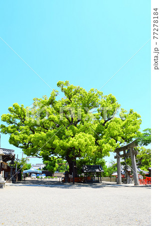 百舌鳥八幡宮 77278184