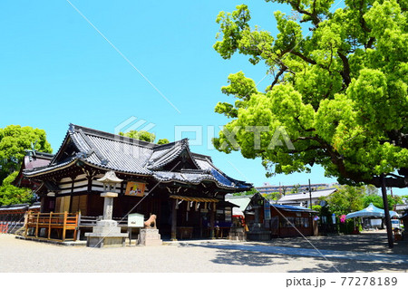 百舌鳥八幡宮 77278189