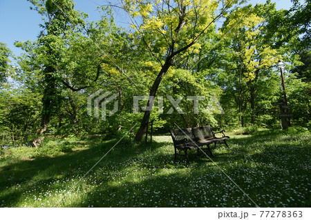 四季の散歩 春 たじま高原植物園 四季の散歩 春 たじま高原植物園 77278363