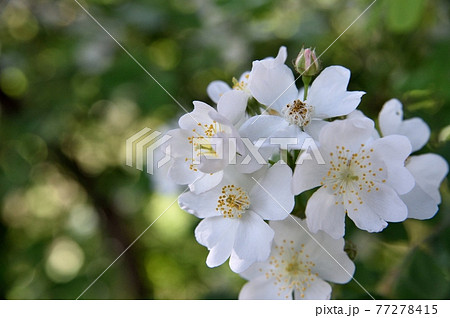 ノイバラの花 77278415