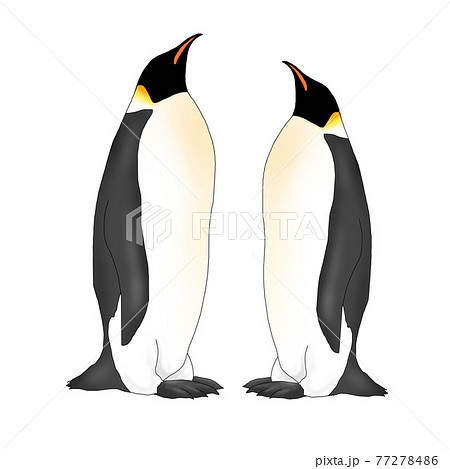 皇帝ペンギンのつがいのイラスト素材