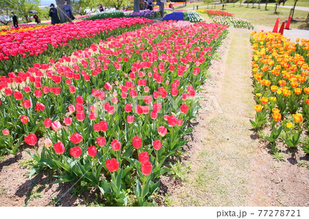 春の公園　チューリップ花畑 77278721
