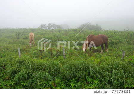 霧雨に覆われた霧多布湿原の野生馬 霧雨に覆われた霧多布湿原の野生馬 77278831