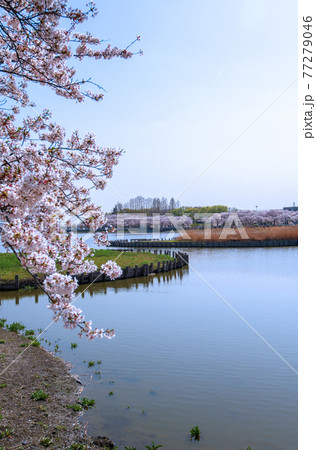 伊佐沼の四季 満開の桜 伊佐沼の四季 満開の桜 77279046