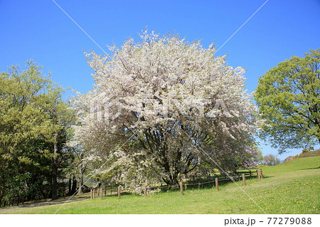 春の公園　カスミザクラの花 77279088