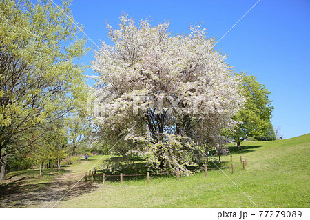春の公園　カスミザクラの花 77279089
